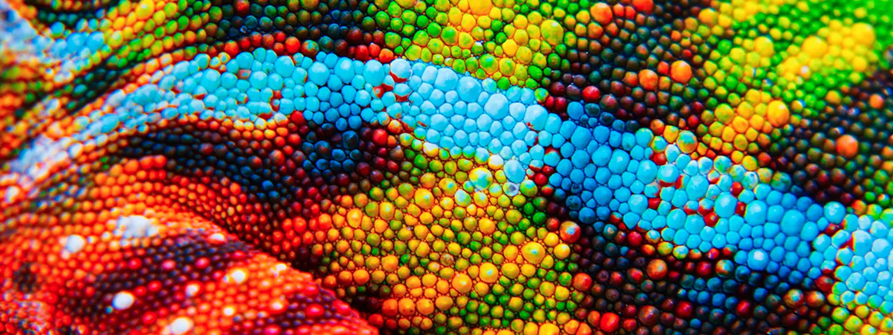 Colourful Chameleon_Detail Colourful Chameleon_Detail