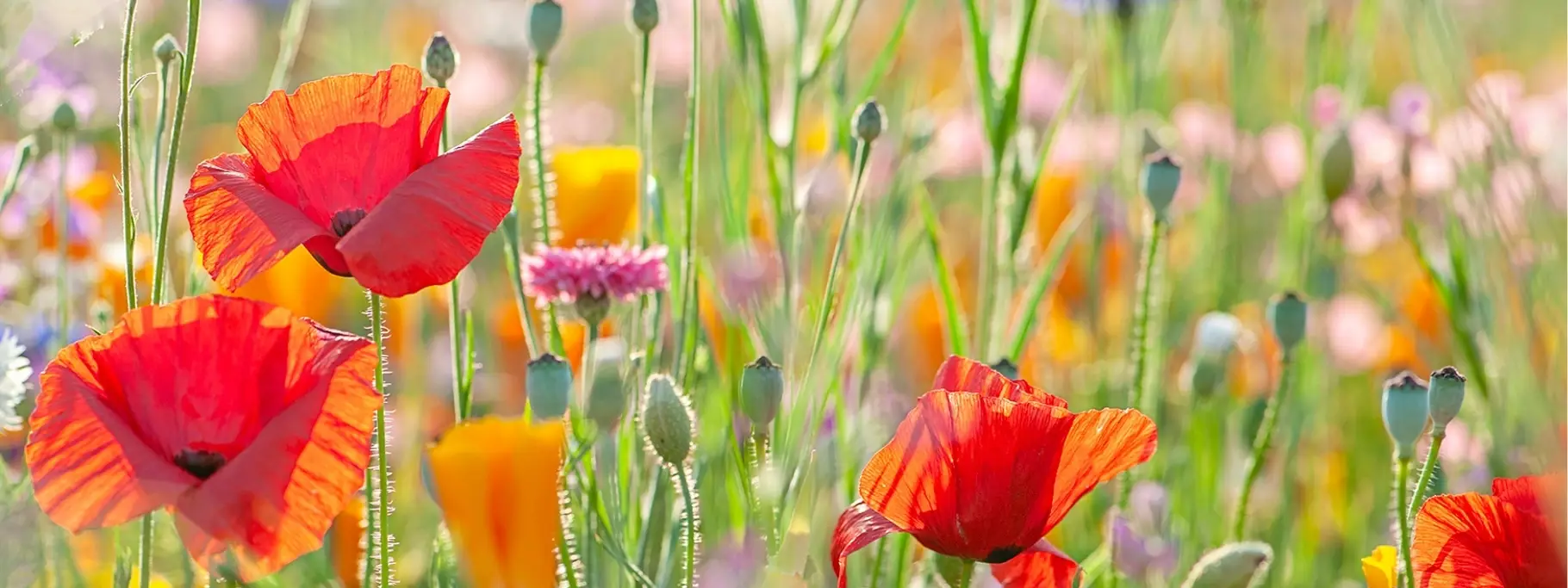 WELLBEING HERO1 WELLBEING HERO1