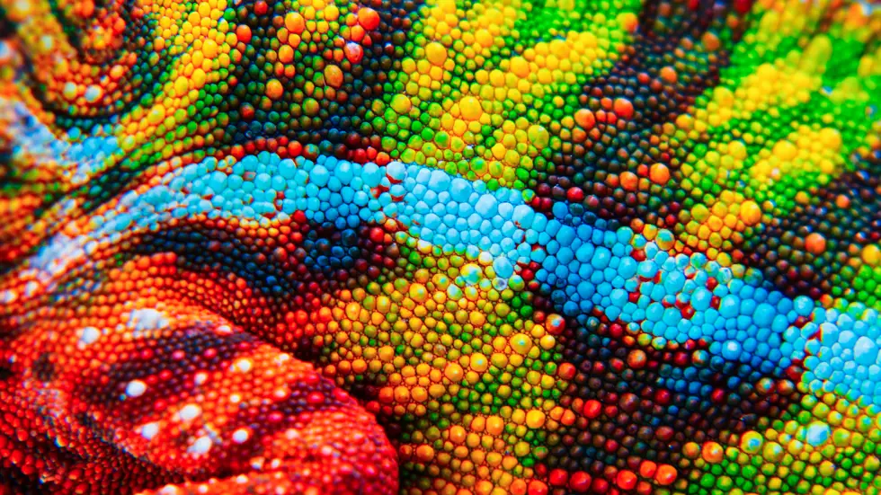 Colourful Chameleon Detail Colourful Chameleon Detail