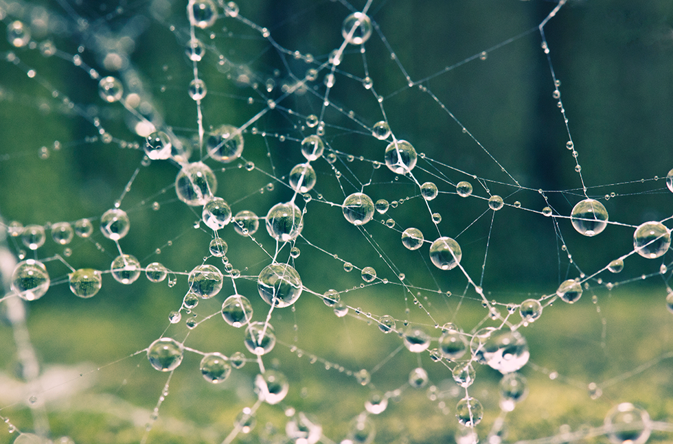 Cobweb With Raindrops