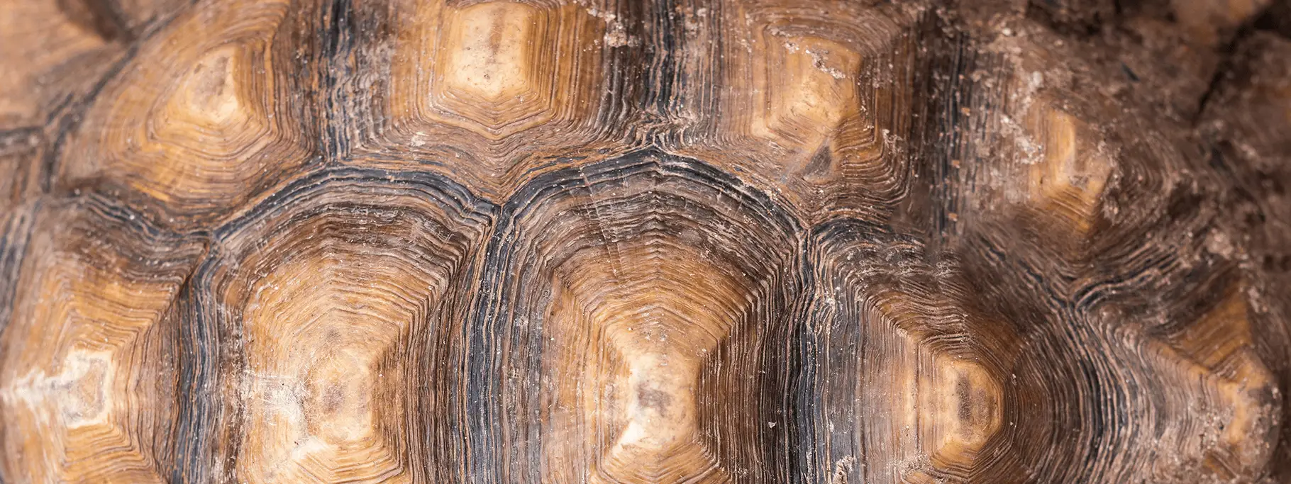 Regcomp_Regulatorydefence Regcomp_Regulatorydefence