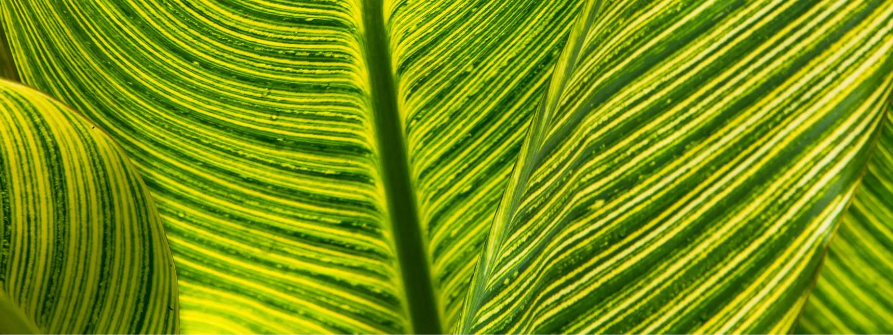 Environement Banner Environement Banner