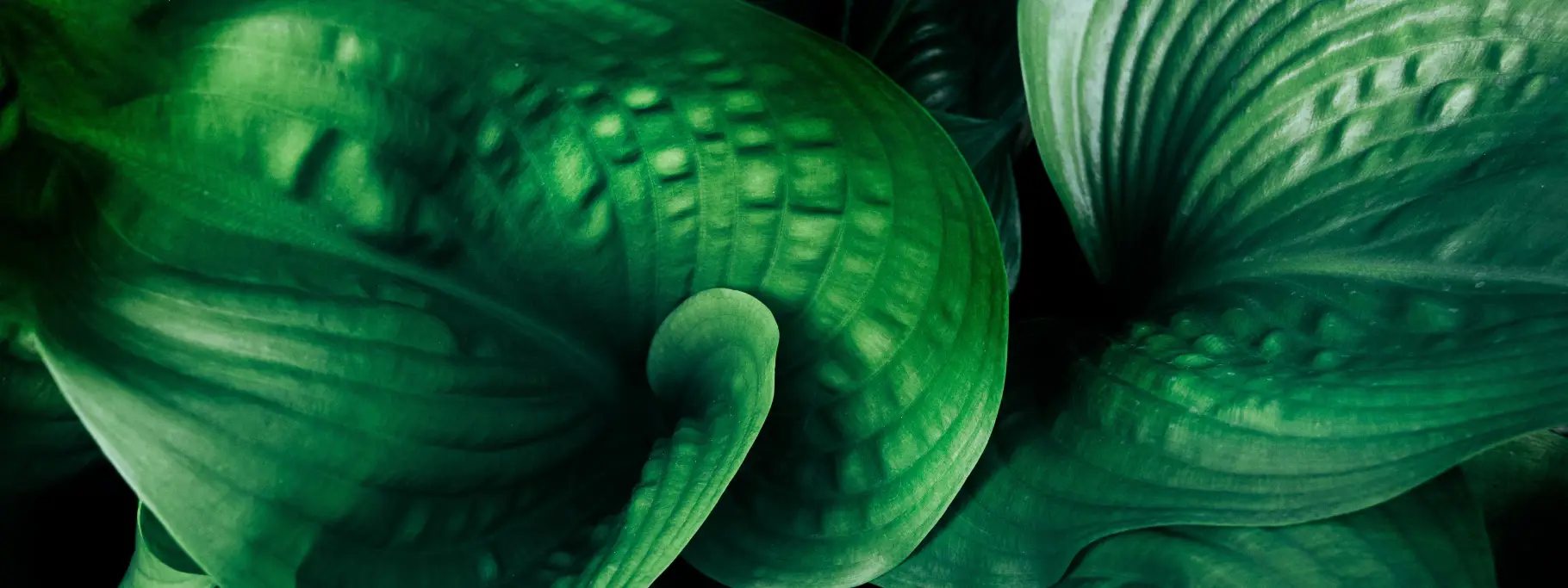 RB Website Banner 2024 RB Website Banner 2024