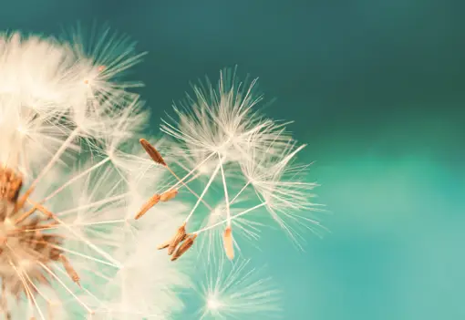 Dandelion for responsible business Dandelion for responsible business