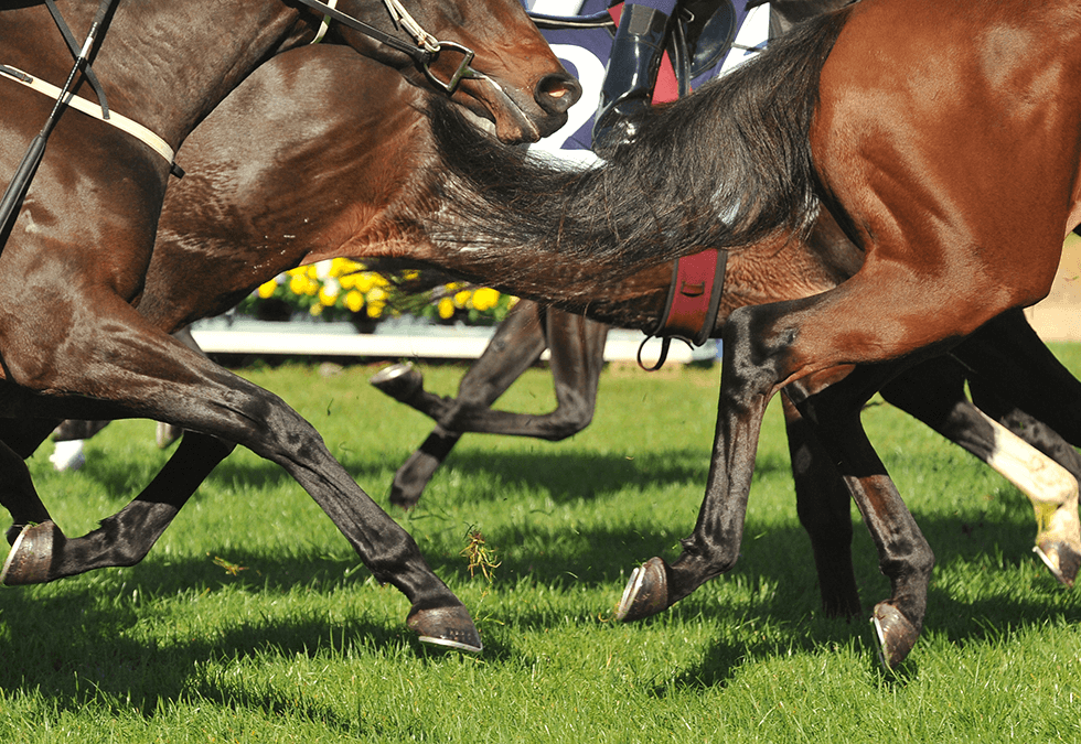 H Brth Photo Processing Spotlights Sport Horse Racing 2