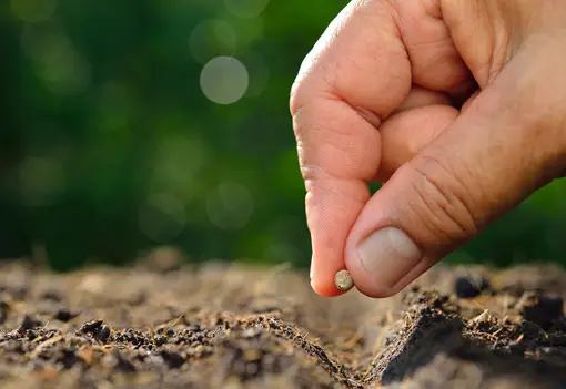 Planting A Seed Planting A Seed