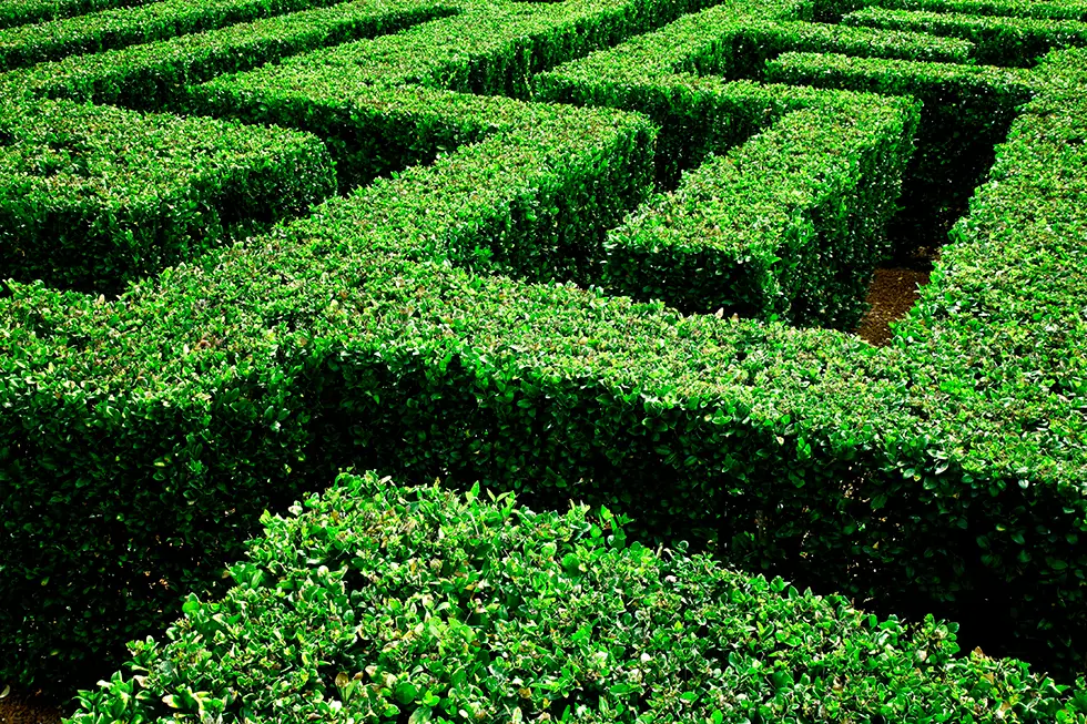 Maze Maze