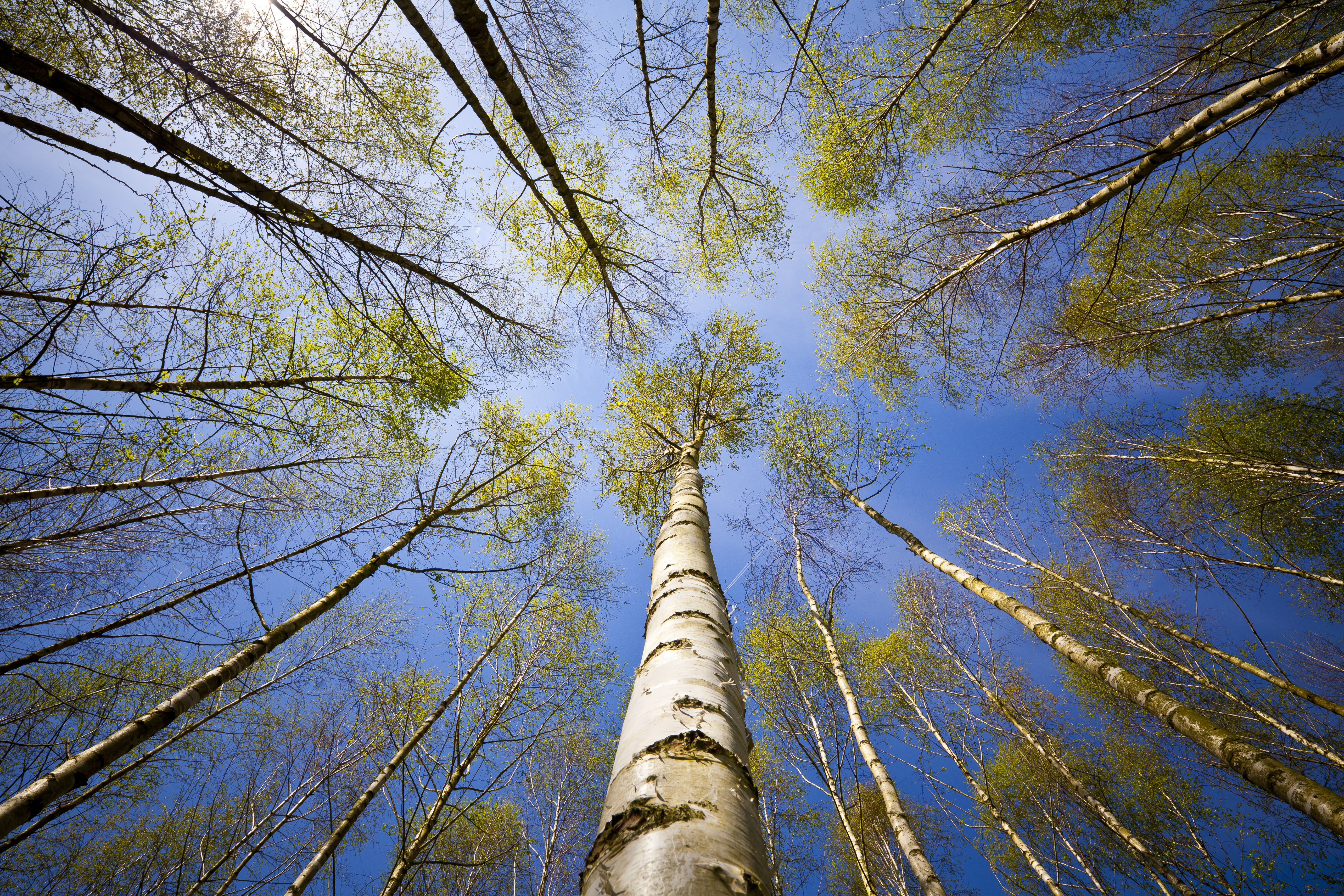 Birch Trees From Below