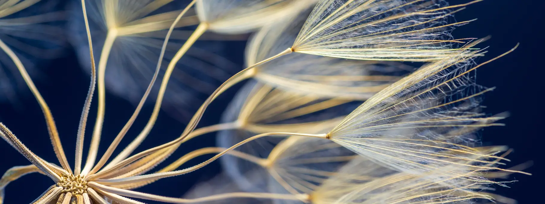 Social Impact Banner Social Impact Banner